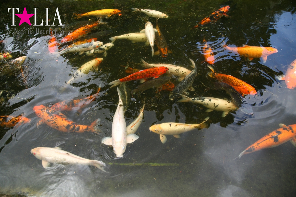 Катание на лодке вокруг Острова обезьян в Стране Львов, Флорида